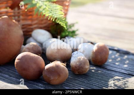 Fresh porcino mushrooms on wooden table outdoors Stock Photo