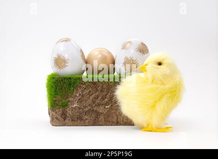 Chicken next to stone pedestal with grass and painted gold and white eggs on white background. Easter. Copy space Stock Photo
