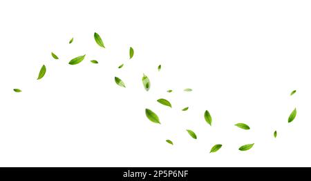 Green leaves fly with a gust of wind. Stock Vector