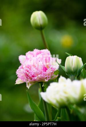 Beautiful pink rosa Double crispa Tulip with fringed edges in silvery white. Blurred background. Selective soft focus. Copy Space Stock Photo