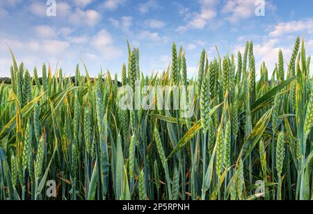 green wheat field detail Stock Photo