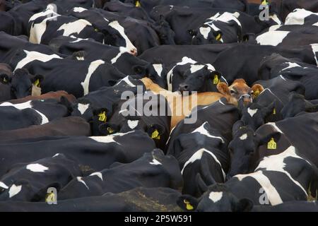 Dairy milking herd collected in yard waiting to be milked. Holstein Friesian and Jersey/Jersey cross dairy cows. February Balclutha South Island NZ Stock Photo