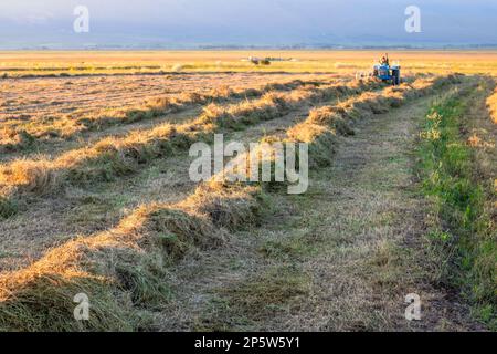 A tractor is pulling a pile of hay in a field.Agriculture concept ,in the steppe Stock Photo