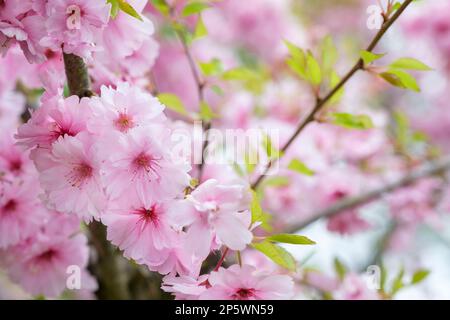 Prunus Pink Ballerina, cherry Pink Ballerina, pink coloured blossoms Stock Photo