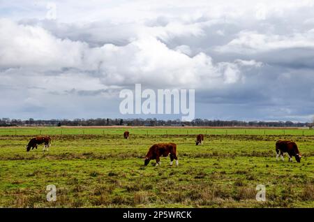 Five cows under a dramatic sky Stock Photo