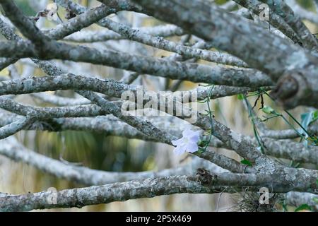 single white flower along with several tangled branches twisted Stock Photo