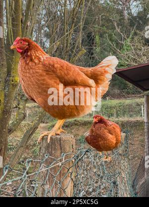 two free-range hens on top of the hen house enclosure Stock Photo