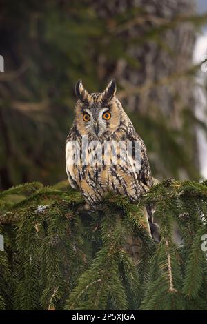 long-eared owl (Asio otus), perching on a branch in a coniferous tree, front view, Germany Stock Photo