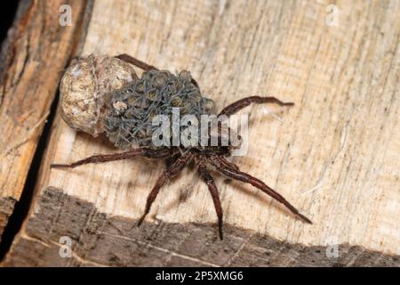 wolf spiders, ground spiders (Alopecosa cuneata), male with young spiders on the back, dorsal view, Germany Stock Photo