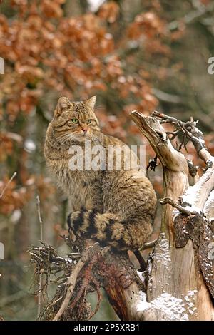 wild cat (Felis silvestris), sitting on a dead tree, Germany Stock Photo