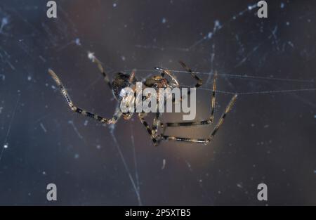 Comb-footed Cellar Spider (Nesticus cellulanus), in web, Germany Stock Photo