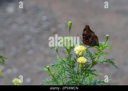 a beautifully patterned brown butterfly perched on a yellow flower with negative space blurred background Stock Photo