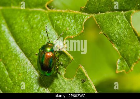 Cetonia aurata called the rose chafer or the green rose chafer on a green leaf Stock Photo