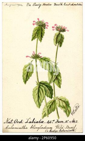 Wild Basil or Hedge Calaminth (Clinopodium vulgare), William Catto (Aberdeen, Scotland, 1843 - 1927) August 1904 Stock Photo