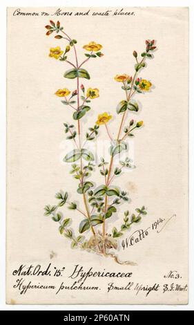 Trailing St John's Wort (Hypericum humifusum), William Catto (Aberdeen, Scotland, 1843 - 1927) Stock Photo