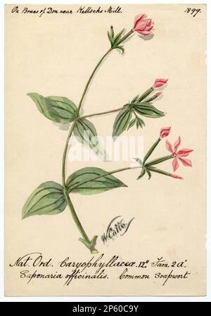 common soapwort (saponaria officinalis), William Catto (Aberdeen, Scotland, 1843 - 1927) 1899 Stock Photo