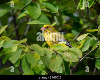 Greenfinch, Carduelis chloris, adult male perched on branch of Amelanchier lamarckii tree, Netherlands Stock Photo