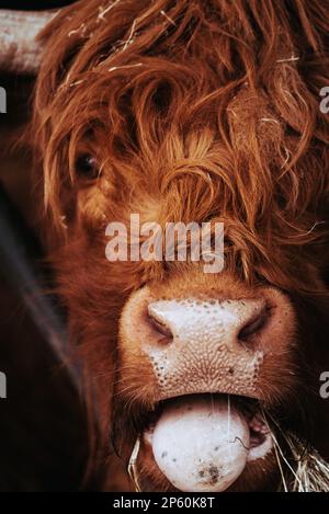 A highland cow with tongue out Stock Photo