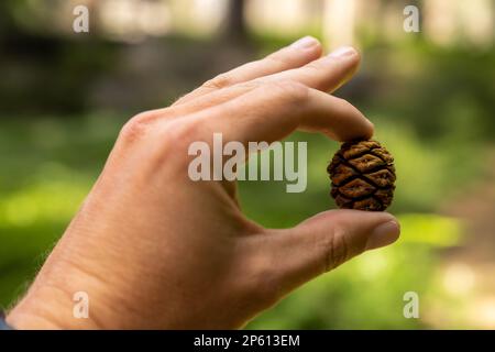 Close Up of Hand Holding Sequoia Pine Cone in Kings Canyon National Park Stock Photo