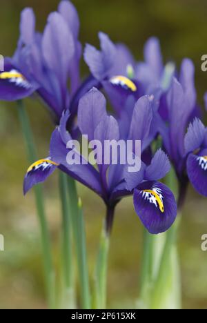 purple flowers dwarf iris reticulata Stock Photo