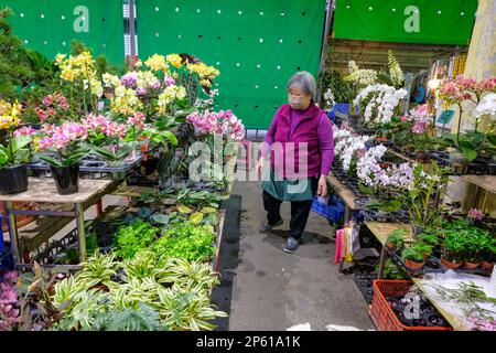 Taipei, Taiwan - February 25, 2023: A woman selling flowers at the Jianguo Holiday Flower Market in Taipei, Taiwan. Stock Photo