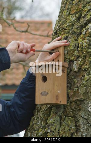 screwing wooden bird nesting box to old tree in garden Stock Photo