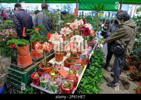 Taipei, Taiwan - February 25, 2023: A woman buying flowers at the Jianguo Holiday Flower Market in Taipei, Taiwan. Stock Photo