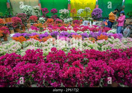 Taipei, Taiwan - February 25, 2023: A woman buying flowers at the Jianguo Holiday Flower Market in Taipei, Taiwan. Stock Photo