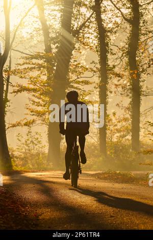 Silhouette of a biker in autumn on a sunny afternoon riding on the Dutch Veluwe Stock Photo