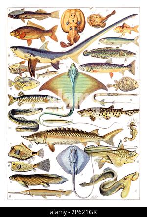 A vintage illustration of a species of fish Stock Photo - Alamy