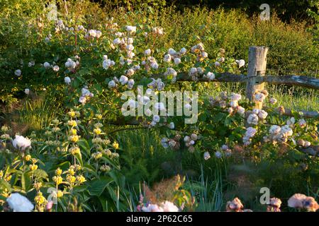 rambling pink roses cascade over a wooden fence in late evening sunlight Stock Photo