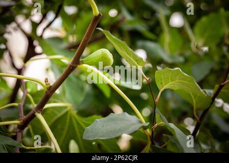 Picture of a branch of a fig tree with a green fig growing. The fig contains the edible fruit of Ficus carica, a species of small tree in the flowerin Stock Photo