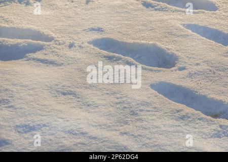 Real human footprints in deep snow on sunny winter day Stock Photo