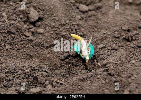 Closeup of corn seed sprouting, germination in soil of cornfield. Agriculture, agronomy and farming concept. Stock Photo