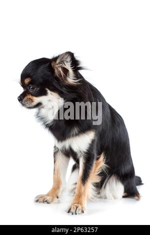 Cute chihuahua isolated on white background Stock Photo