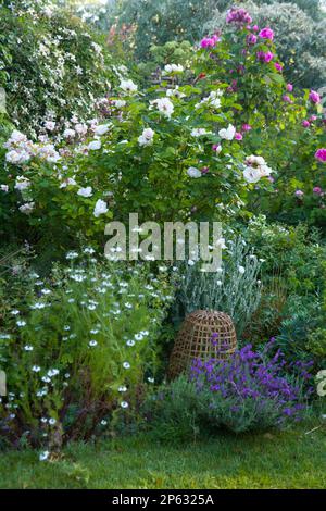 A perfect cottage garden border at the height of summer Stock Photo