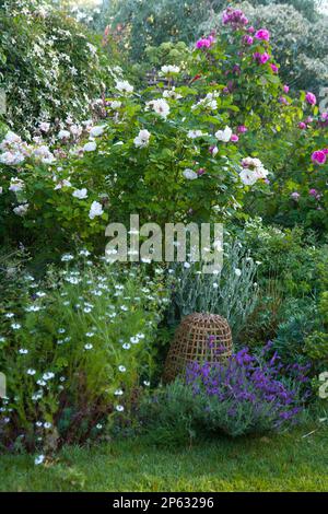 A perfect cottage garden border at the height of summer Stock Photo