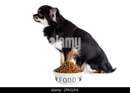 Chihuahua dog with dog food bowl isolated white backgound Stock Photo