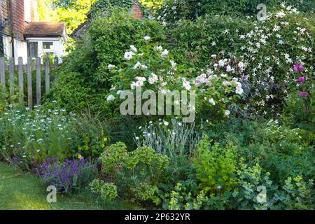 A perfect cottage garden border at the height of summer Stock Photo