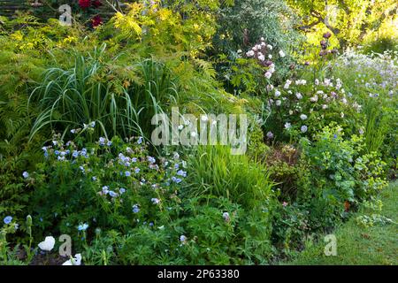 A perfect cottage garden border at the height of summer Stock Photo