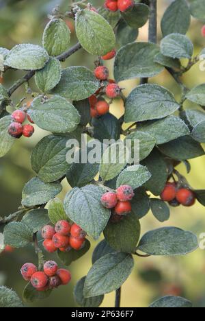 Frosted cotoneaster berries on winter shrib Stock Photo