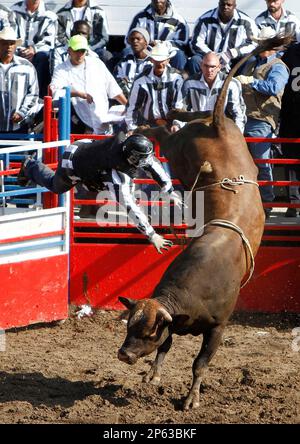 Bull Riding at the Angola State Prison Rodeo in Louisiana State ...