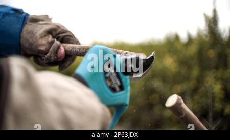 Farmer pruning trees with electric pruning shears branch cutter automatic with battery to easyprune branches of trees Stock Photo