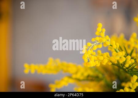 Gray brown abstract background, branches of a yellow, saturated mimosa. Acacia tree flowers. Congratulatory card blank for the holiday. Spring time. C Stock Photo