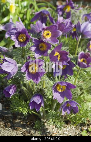 Pulsatilla vulgaris jewel-bright purple and yellow pasque flower ferny leaves perennial Stock Photo