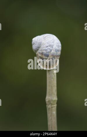 snail shell suspended on a garden cane Stock Photo