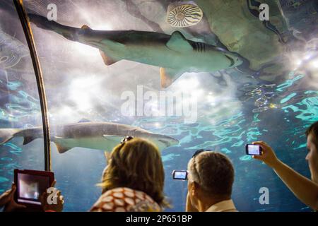 sharks, underwater tunnel in an aquarium, L'Aquarium, Moll D'Espana, Barcelona, Catalonia, Spain Stock Photo