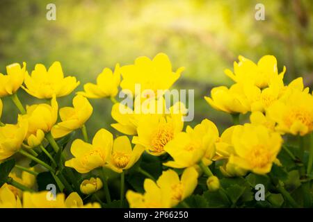 Group of yellow marsh marigold flowers, April spring background Stock Photo