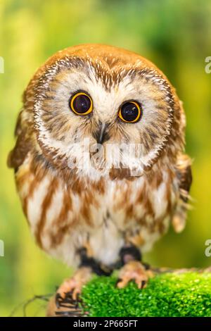 Adult captive northern saw-whet owl (Aegolius acadicus), Alaska Raptor Center in Sitka, Southeast Alaska, United States of America, North America Stock Photo