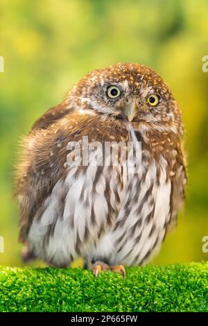 Adult captive northern pygmy owl (Glaucidium californicum), Alaska Raptor Center in Sitka, Southeast Alaska, United States of America, North America Stock Photo